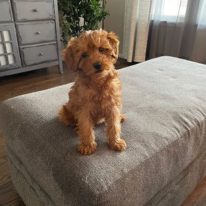 Meet your Posher, Heather